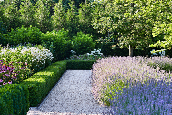 Tanaman Rumpun Pohon Tinggi Tepi Taman